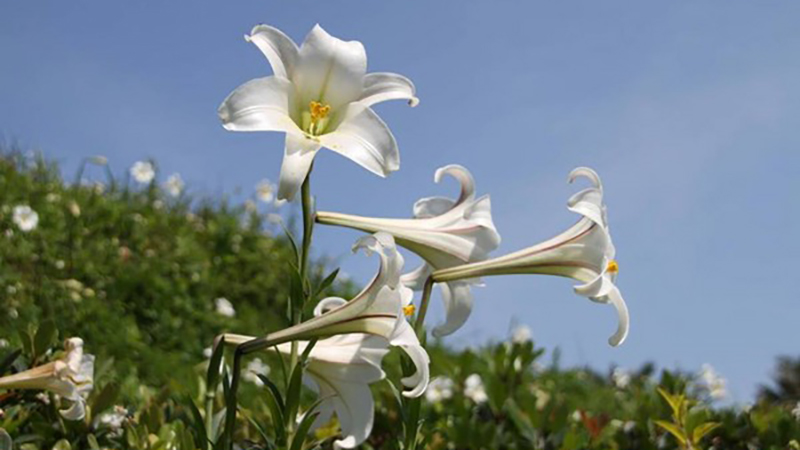 Hoa bách hợp nở trong vườn tâm