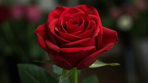 Gai của hoa hồng