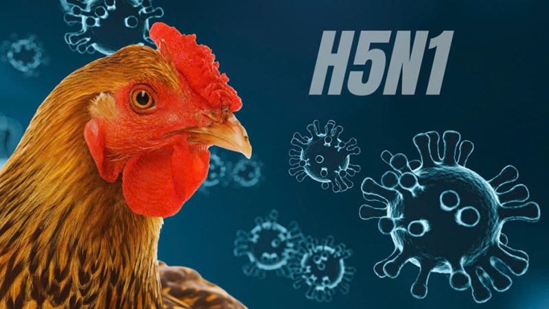 H và N là nghĩa gì