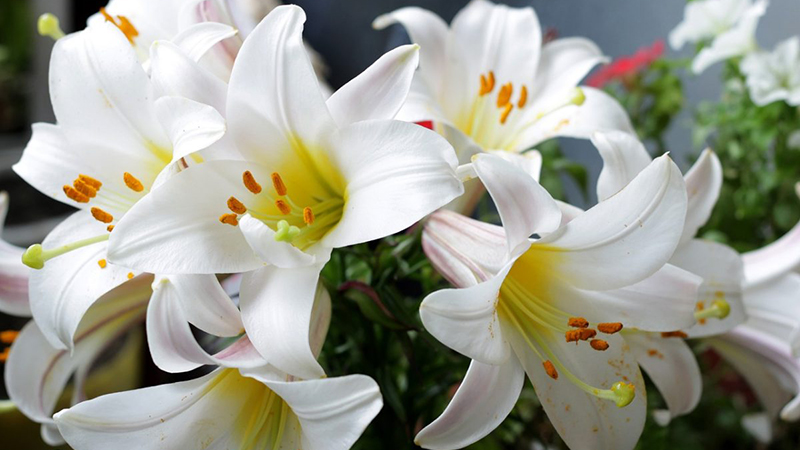 Hoa bách hợp thơm tình cha con