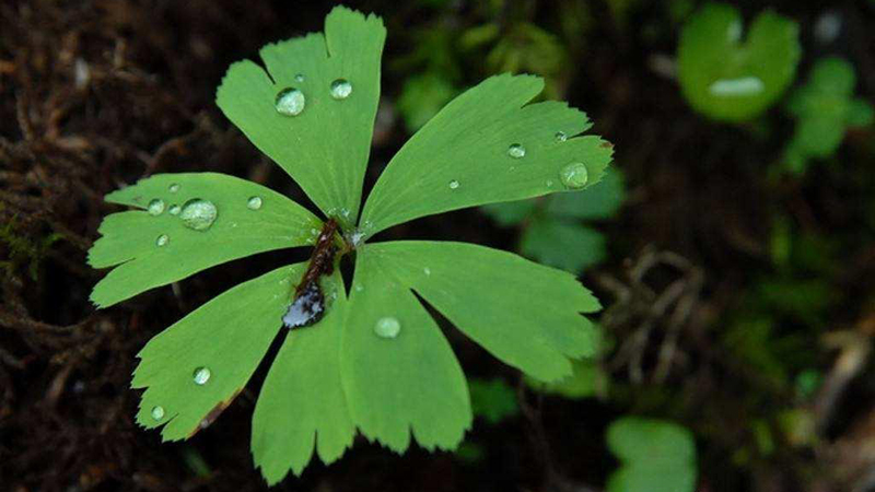 Loại thực vật cô đơn nhất