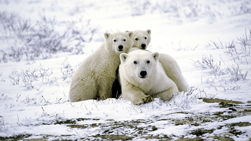 Bí mật dưới lớp lông trắng của gấu Bắc Cực