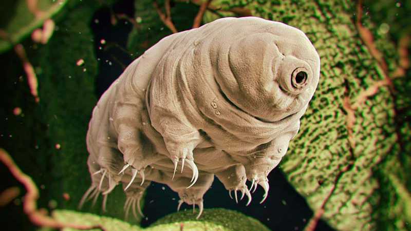 Gấu nước - Siêu sinh vật sống sót của vũ trụ