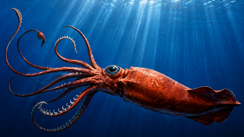 Quái vật biển sâu - Mực khổng lồ Colossal Squid